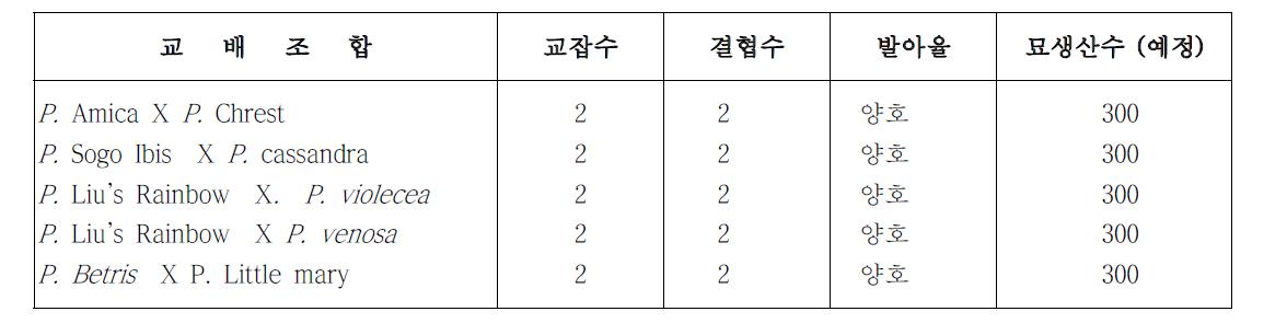 유색계 미니다화성계 교배조합 작성