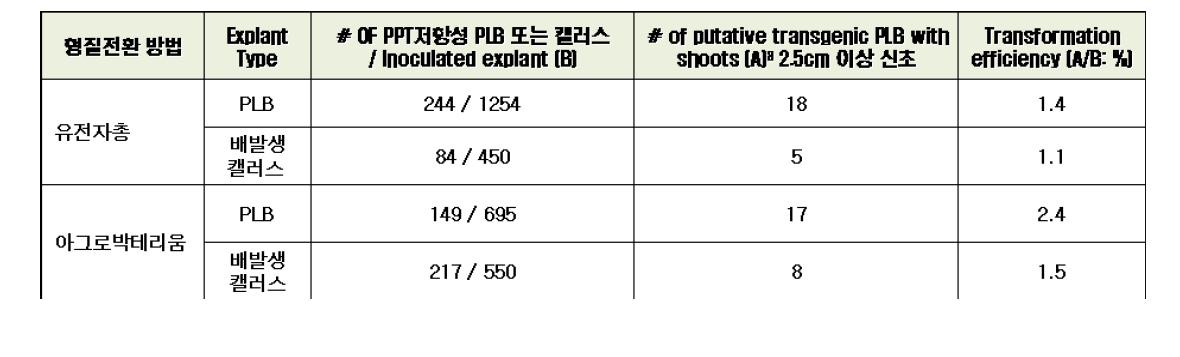 유전자총과 아그로박테리움 형질전환 효율 비교