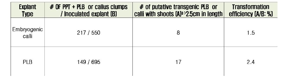 PLB 조직과 배발생캘러스의 형질전환 효율비교