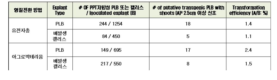 유전자총과 아그로박테리움 형질전환 효율 비교