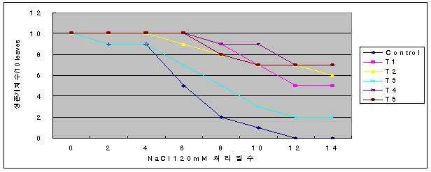 NaCl처리를 통한 형질검정