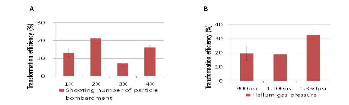 Comparison of different particle bombardment conditions on transformation