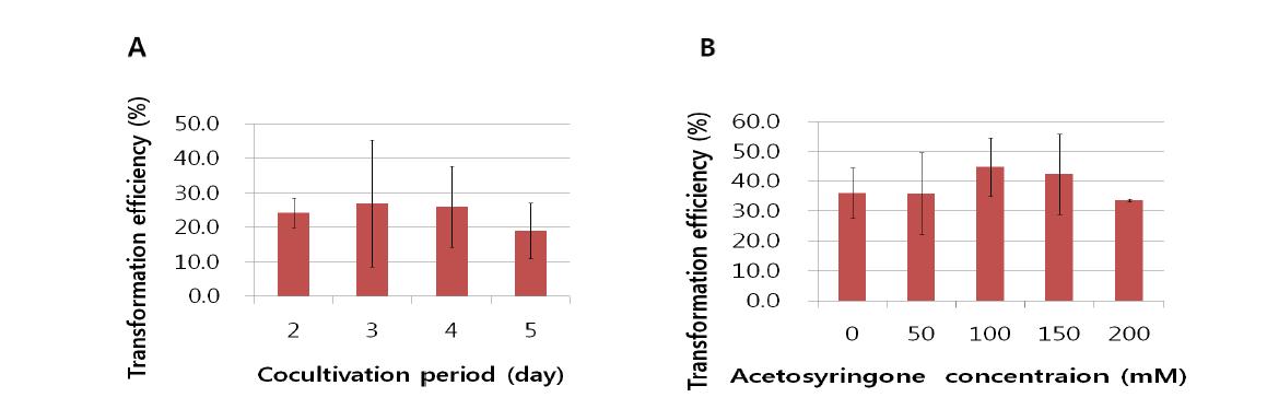 Comparison of different Agrobacterium tumefaciens infection conditions on transformation