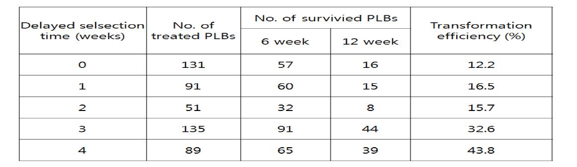 선발과정에서 휴식기간 처리가 심비디움 PLB를 이용한 형질전환 효율에 미치는 영향