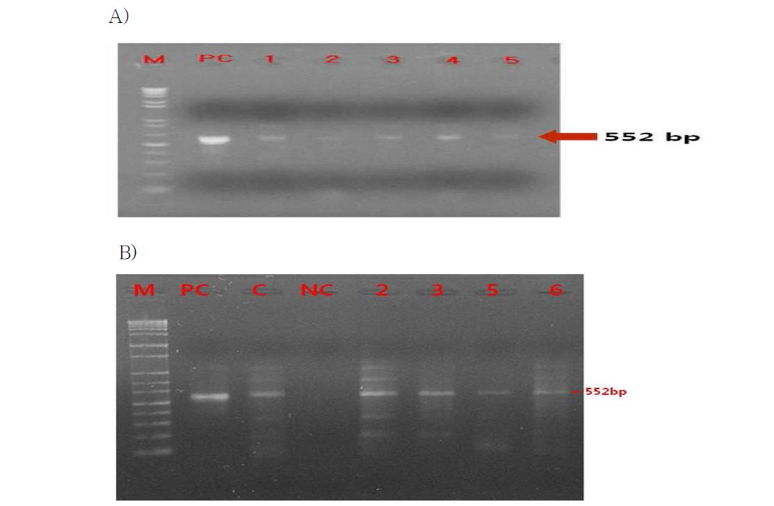 PCR analysis for bar gene in transgenic cymbidium plants. M, marker. PC, positive control. C, non-transgenic plants. NC, negative control. Lanes 2-3,5-6, transgenic plants.