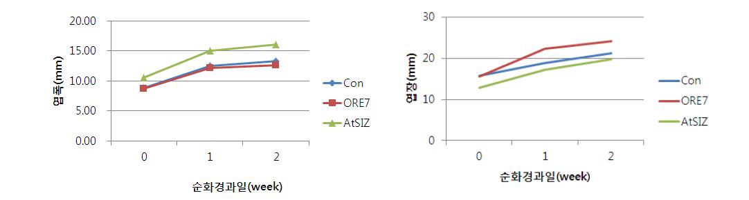형질전환 개체들간의 생육특성 조사