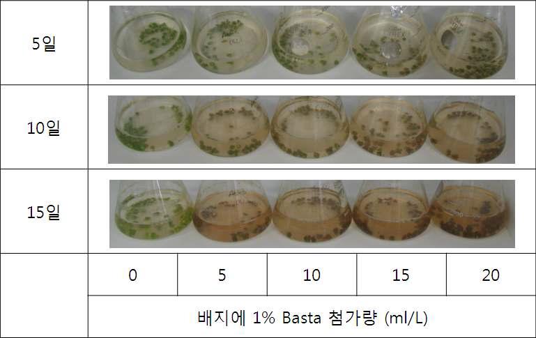 신규 선발약제로서 Basta 1% 액체배지 첨가 시 선발효과