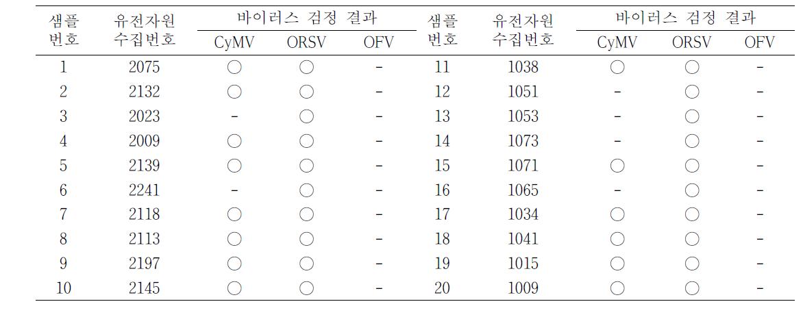 보유 난 유전자원들에 대한 바이러스 검정 결과