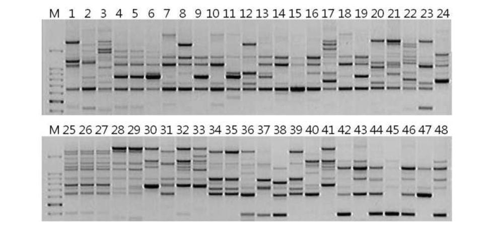 ORA8 primer를 이용한 심비디움 48품종의 DNA 밴드 양상