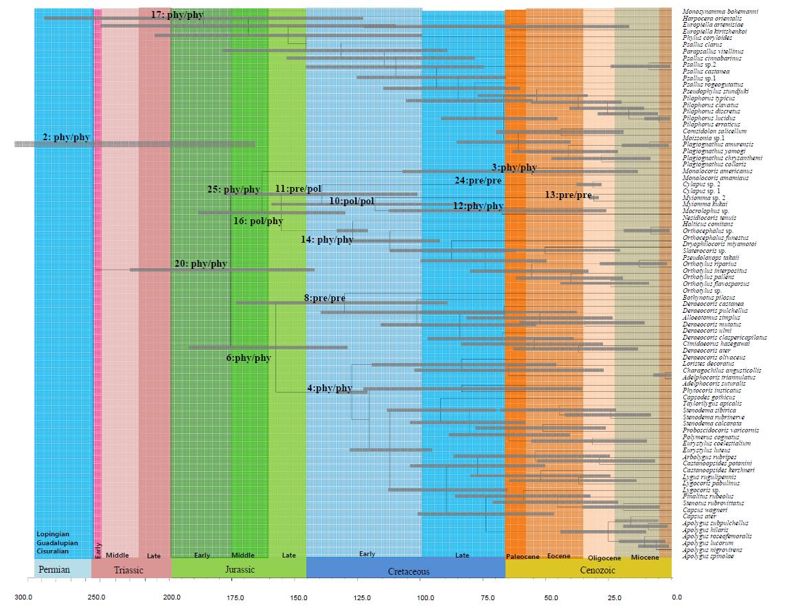 장님노린재류의 분자시계기법을 활용한 분화시기에 대한 계통수 및 이들의 먹이습성변화 (phy: 식식성; pre: 포식성; pol: 잡식성)
