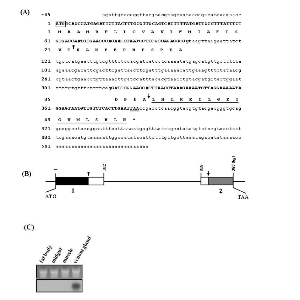 Nucleotide sequence and genomic organization of the Bi-bombolitin gene. (A) The nucleotide and deduced amino acid sequences of the Bi-bombolitin gene. (B) Genomic structure of the Bi-bombolitin gene. (C) Northern blot analysis of Bi-bombolitin.