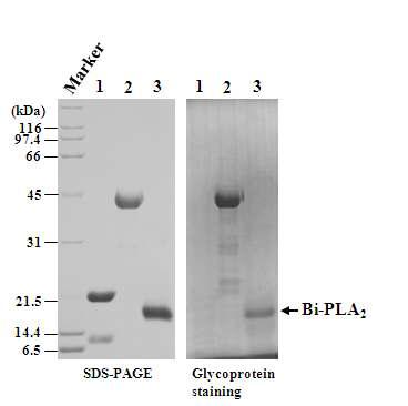 Glycoprotein staining of Bi-PLA2 purified from venom. Lane 1, Soybean trypsin inhibitor (5 μg), which is a non-glycosylated protein, was used as a negative control; lane 2, horseradish peroxidase (5 μg), which is a glycosylated protein, was used as a positive control; lane 3, Bi-PLA2.