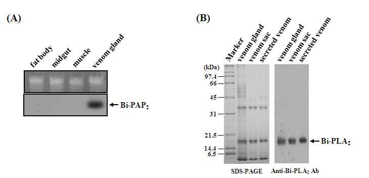 Expression of Bi-PLA2 in B. ignitus worker bees. (A) Northern blot analysis of Bi-P LA2. Total RNA was isolated from the fat body, midgut, muscle, and venom gland of B. ignitus worker bees. RNA gel stained with ethidium bromide shows uniform loading. (B) SDS-PAGE (left) andWestern blot analysis (right) of protein samples obtained fromthe venom gland, venom sac, and secreted venom isolated from B. ignitus worker bees. Bi-PLA2 is indicated.