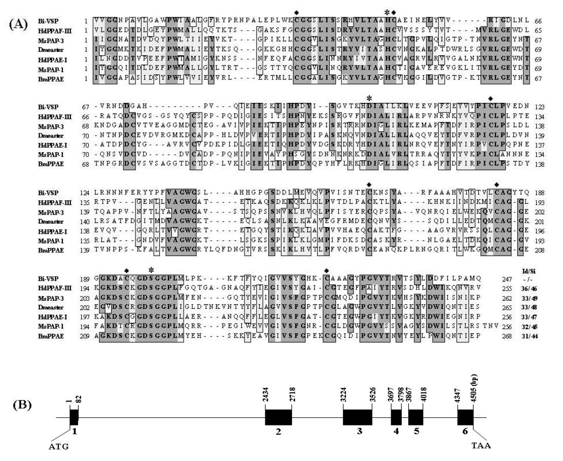 Amino acid sequence alignment and identification of Bi-VSP with known PAPs (A) and genomic organization of Bi-VSP (B).