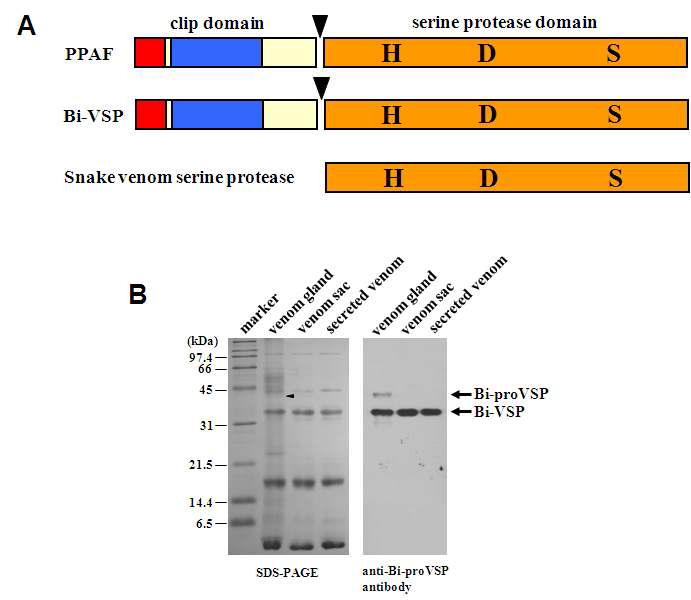 Bi-VSP is a secreted protein with a domain structure similar to those of PPAF and snake venom serine protease. (A) The domain structures of Bi-VSP, PPAF, and snake venom serine protease: hydrophobic signal sequence (red), carboxy-terminal serine protease (SP) domain (orange), single amino-terminal clip domain (blue), cleavage site (arrowhead), and residues in the catalytic triad of the SP (H, D, and S). (B) Expression of Bi-VSP. Protein obtained from the venom gland, venom sac, and secreted venom of B. ignitus worker bees was analyzed using SDS-PAGE (left) and western blot (right). Bi-proVSP and Bi-VSP are shown. The arrowhead on the left indicates the position of Bi-proVSP.