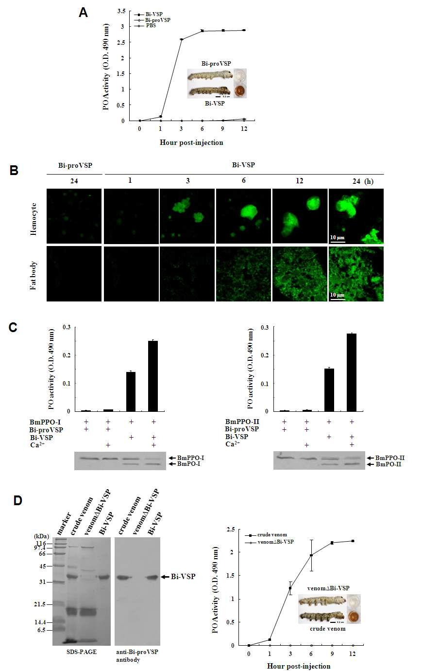 Bi-VSP acts as a PPAF. (A) PO activity in the hemolymph of fifth-instar B. mori larvae injected with Bi-VSP (5 ㎍/larva), Bi-proVSP (5 ㎍/larva), or phosphate-buffered saline (PBS, 30 ㎕/larva). PO activity is expressed as the mean ± SD (n=3). (Inset) B. mori larvae and hemolymph 12 h p.i. (B) Immunofluorescent staining of hemocytes and fat bodies in fifth-instar B. mori larvae injected with Bi-proVSP (5 ㎍/larva) or Bi-VSP (5 ㎍/larva). Apoptosis (green) of hemocytes and fat bodies is visible. Bi-proVSP was used as a negative control. Scale bar, 10 mm. (C) The effects of Bi VSP on PO activity and on the cleavage of B. mori proPOs. Purified BmPPO-I (left) and BmPPO-II (right) were incubated with Bi-VSP or Bi-proVSP in the presence or absence of Ca2+. Cleavage of the His-tagged recombinant BmPPO-I and BmPPO-II into BmPO-I and BmPO-II was detected using a western blot with an anti-His antibody. (D) Bee venom lacking Bi-VSP was unable to activate proPO cleavage and melanization. SDS-PAGE (left) and western blot (middle) showing crude venom and venom lacking Bi-VSP (venomDBi-VSP). PO activity (right) in the hemolymph of fifth-instar B. mori larvae injected with crude venom or venom△Bi-VSP (5 ㎍/larva) is expressed as the mean ± SD (n=3). (Inset) B. mori larvae and hemolymph 12 h p.i.