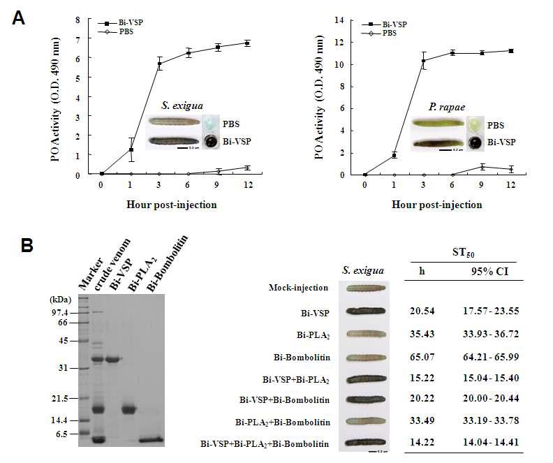 Bi-VSP activates a lethal melanization response. (A) PO activity in the hemolymph of fifth-instar S. exigua larvae (left) or P . rapae larvae (right) injected with Bi-VSP (2 ㎍/larva) or PBS (10 ㎕/larva). The PO activity is expressed as the mean ± SD (n=3). (Insets) S. exigua larvae, P . rapae larvae, and hemolymph 12 h p.i. (B) Toxicity of bee venom components in S. exigua larvae. Bi-VSP, Bi-PLA2, and Bi-Bombolitin purified from B. ignitus venom were detected using SDS-PAGE (left). Day 2 fifth-instar S. exigua larvae were injected with 2 ㎍/larva of Bi-VSP, Bi-PLA2, Bi-Bombolitin, Bi-VSP + Bi-PLA2, Bi-VSP + Bi-Bombolitin, Bi-PLA2 + Bi-Bombolitin, or Bi-VSP + Bi-PLA2 + Bi-Bombolitin. The median survival time (ST50) was determined (n=51), and injected S. exigua larvae were photographed at 24 h p.i. (right).