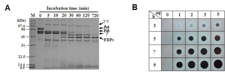Bi-VSP possesses fibrin(ogen)olytic activity. (A) SDS-PAGE analysis of human fibrinogen hydrolysis by Bi-VSP. The number indicates the time (min) that fibrinogen was incubated with Bi-VSP. Human fibrinogen chains and fibrin degradation products (FDPs) are shown. (B) Detection of the enzymatic activity of Bi-VSP on fibrin plates. Bi-VSP (1, 2, 3, or 5 ㎍) was dropped onto a fibrin plate and incubated at 37℃ for various periods of time.