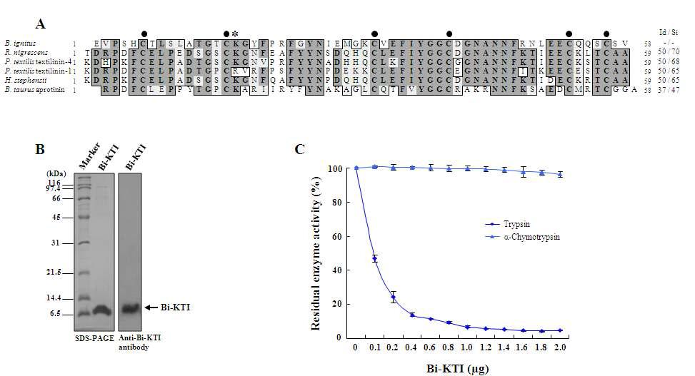 Bi-KTI is a Kunitz-type serine protease inhibitor. (A) The alignment of the amino acid sequences for Bi-KTI and known Kunitz-type serine protease inhibitors. Identical residues are shown in solid boxes. The characteristic cysteine residues are indicated by solid circles. The P1 position is marked with an asterisk. (B) SDS-PAGE (left) and western blot analysis (right) of purified recombinant Bi-KTI expressed in baculovirus-infected Sf9 insect cells. Recombinant Bi-KTI was identified using an anti-Bi-KTI antibody. (C) Enzyme inhibition by Bi-KTI. Trypsin or chymotrypsin was incubated with increasing amounts of Bi-KTI, and the residual enzyme activity was then determined (n=3).