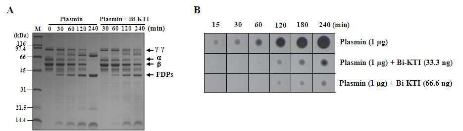 Bi-KTI inhibits plasmin. (A) Bi-KTI-mediated plasmin inhibition assay. The number indicates the time (in min) that fibrin was incubated with plasmin or both plasmin and Bi-KTI. The FDPs are shown. (B) The antifibrinolytic activity of Bi-KTI. Plasmin was dropped onto fibrin plates along with different amounts of Bi-KTI, and the plateswere then incubated at 37℃ for various periods of time.