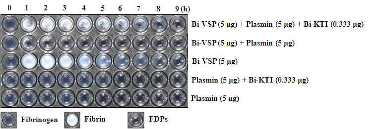 Fibrin(ogen)olytic and antifibrinolytic activities of Bi-VSP and Bi-KTI.
