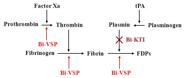 The proposed mechanism for Bi-VSP- and Bi-KTI-mediated fibrin(ogen)olytic and antifibrinolytic activities. Bi-VSP activates prothrombin and degrades fibrinogen into FDPs. Bi-KTI inhibits plasmin, which degrades fibrin into FDPs.