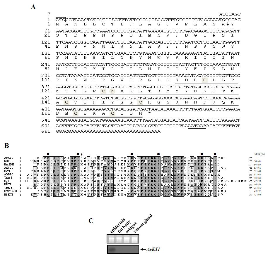 AvKTI is a Kunitz-type serine protease inhibitor. (A) The nucleotide and deduced amino acid sequences of AvK TI cDNA. (B) The alignment of the amino acid sequences for mature AvKTI with other known Kunitz-type serine protease inhibitors. (C) Expression of AvKTI inA.ventricosus.