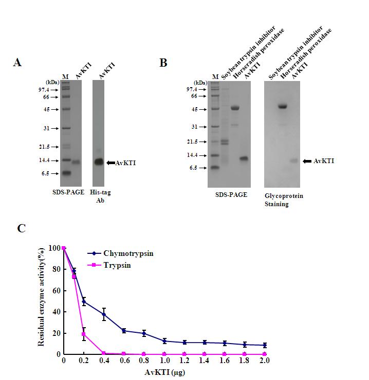 AvKTI is O -glycosylated and inhibits trypsin and chymotrypsin. (A) SDS-PAGE (left) and western blot analysis (right) of purified recombinant AvKTI expressed in baculovirus-infected Sf9 insect cells. Recombinant AvKTI was identified using a His-tag antibody. (B) Glycoprotein staining of AvKTI. Purified AvKTI and control protein samples were subjected to 12% SDS-PAGE (left) and then analyzed by glycoprotein staining (right). Horseradish peroxidase (5 ㎍), a glycosylated protein, was used as a positive control. Soybean trypsin inhibitor (5 ㎍), a non-glycosylated protein, was used as a negative control. (C) Enzyme inhibition by AvKTI. Trypsin or chymotrypsin was incubated with increasing amounts of AvKTI, and the residual enzyme activity was then determined(n=3).