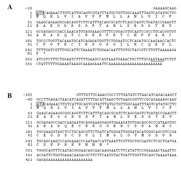 The nucleotide and deduced amino acid sequences of AvT-39 (A) and AvT-48 (B) cDNAs. The start codon (ATG) is boxed, and the termination codon is indicated with an asterisk. The putative polyadenylation signal is underlined. The GenBank accession numbers are JX443501 for AvT-39 and JX443502 for AvT-48.