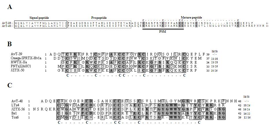Alignment of the deduced amino acid sequence of AvT-39 and AvT-48 with other knowns pider toxins. Residues are numbered according to the aligned toxin sequences, and conserved residues are shaded in black. Dots represent gaps introduced in the alignment. (A)Comparison of the deduced amino acid sequence between AvT-39 and AvT-48. The predicted signal sequence, a pro-peptide, and a mature peptide are indicated. The characteristic cysteine residues are shown in bold. The principal structural motif (PSM) for spider toxins is double-underlined. (B, C) The alignment of the amino acid sequences for mature AvT-39 (B) or AvT-48 (C) with known spider toxins. The characteristic cysteine residues are shown in bold. The AvT-39 or AvT-48 sequence was used as a reference for the identity/similarity (Id/Si) values.