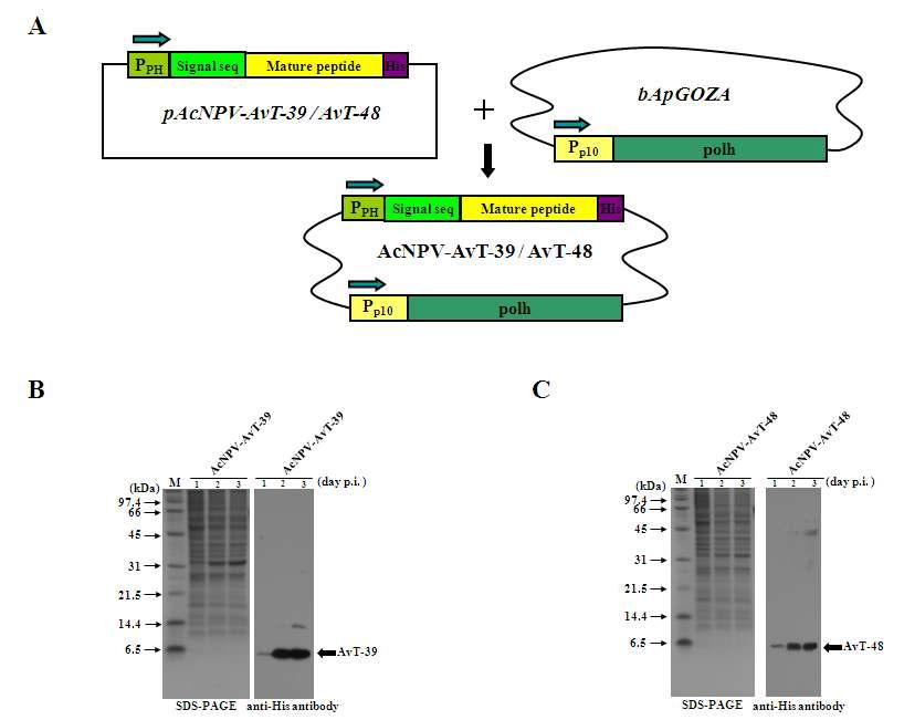 Expression of AvT-39 or AvT-48 in baculovirus-infected insect cells. (A) Transfer vector pAcNP V-AvT-39 or pAcNP V-AvT-48 for the production of recombinant AcNPVs that express recombinant AvT-39 or AvT-48. The transfer vector pAcNP V-AvT-39 or pAcNP V-AvT-48 was co-transfected with the defective AcNPV genome bApGOZA to produce the recombinant viruses AcNPV-AvT-39 and AcNPV-AvT-48. Recombinant AcNPV-AvT-39 and AcNPV-AvT-48 co-expresses the peptide toxins under the control of the polyhedrin promoter (PPH) and the native polyhedrin under the control of the p10 promoter (Pp10). “Signalseq” represents the honeybee melittin signal peptide. The arrows indicate the direction of transcription. (B, C) Expression of recombinant AvT-39 (B) or AvT-48 (C) in baculovirus-infected insect cells. Sf9 cells were infected with recombinant AcNPV-AvT-39 or AcNPV-AvT-48. Cells were collected at 1 (lane 1), 2 (lane 2), or 3 (lane 3) days p.i. Total cellular lysates were subjected to 14% SDS-PAGE (left), electroblotted, and incubated with anti-His-tag antibody (right). A molecular weight standard was used for size comparison (lane M). Recombinant AvT-39 and AvT-48 protein are indicated with an arrow next to the panel.
