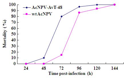 Mortality of AcNPV-AvT-48 in S. exigua larvae. Day 1 third instar S. exigua larvae were inoculated with 1×105 polyhedra/larva of AcNPV-AvT-48 or wild-type AcNPV. The accumulated mortality was surveyed at various time points p.i. The data are expressed as the mean ± SD of assays performed in triplicate (n=33).