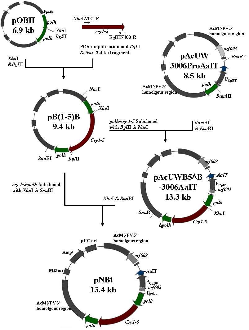 Structure of transfer vector, pNBt,for the production of recombinant baculovirus NeuroBactrus. pNBt carries a insect-specific neurotoxin, AaI T gene under the control of the CpBV promoter (PCpBV), as well as a polh-cry1-5-polh fusion gene under the control of the polh promoter (Ppolh). The arrows show the direction of transcription.