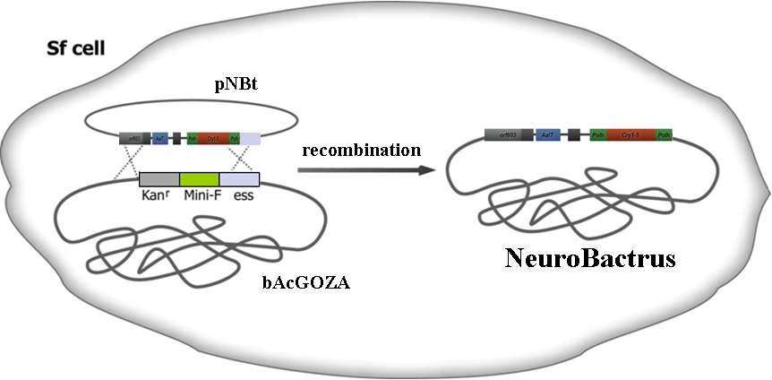 Generation of the recombinant baculovirus, NeuroBactrus, by co-transfection.