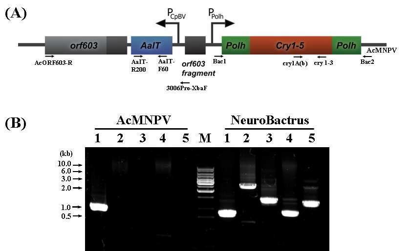 Verification of the genomic structure of the recombinant baculovirus, NeuroBactrus, by PCR using specific primer sets. Introduction of the B. thuringiensis cry1-5 and AaI T genes into AcMNPV (A) was analyzed by PCR (B). Solid arrows indicate primer positions used in PCR analysis. Lane: M, 1 kb DNA ladder; 1, primers Bac1 and Bac2; 2, primers Bac1 and Cry1-3; 3, primers Cry1A(b) and Bac2; 4, primers 3006Pro-XbaF and AaIT-R200; 5, primers AaIT-F60 and AcORF603-R.
