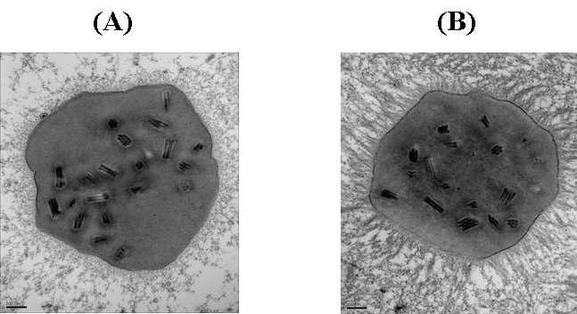 Transmission electron microscopy of polyhedra produced by wild-type AcMNPV (A) and NeuroBactrus (B). Size bars indicate 200 nm.