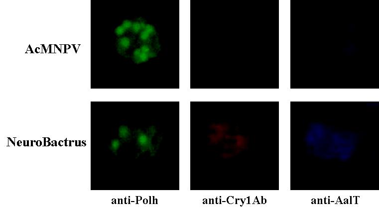 Fluorescence microscopy of Sf9 cells infected with NeuroBactrus. Anti-Polyhedrin antibody (Anti-Polh) was visualized with AlexaFluor® 488-conjugated anti-mouse secondary antibody (green), anti-Cry1Ab antibody (Anti-Cry1Ab) was visualized with AlexaFluor® 568-conjugated anti-rabbit secondary antibody (red) and an anti-AaIT antibody (Anti-AaIT) was visualized with AlexaFluor® 359-conjugated anti-sheep secondary antibody (blue) Wt, wild-type AcMNPV; NBt, NeuroBactrus.