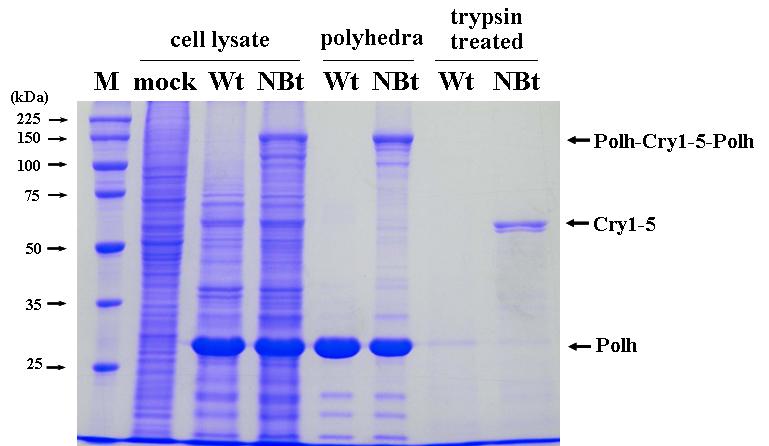 SDS-PAGE analysis of the recombinant virus, NeuroBactrus. Lane: M, protein molecular weight marker; 1, Mock-infected Sf9 cells; 2, 4 and 6, wild-type AcMNPV; 3, 5 and 7, NeuroBactrus; 1, 2, and 3, cell lysates; 4 and 5, purified polyhedra; 6 and 7, trypsin-treated.