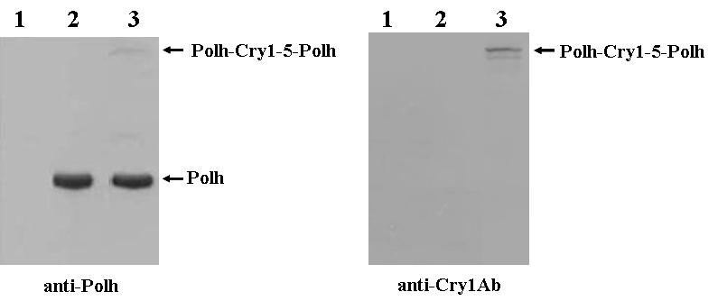 Western blot analysis of the fusion protein and polyhedrin expression by NeuroBactrus in Sf9 cells. NeuroBactrus-infected cells were collected at 96 h p.i.. The samples were analyzed with Polh (anti-polh) or Cry1Ab (anti-Cry1Ab) polyclonal antiserum. Lane: 1, Mock-infected Sf9 cells; 2, Sf9 cells infected with AcMNPV; 3, Sf9 cells infected with NeuroBactrus.