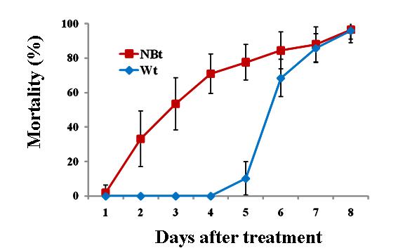 Insecticidal activity of NeuroBactrus polyhedra against S. exigua larvae. One hundred 2nd instar larvae of S. exigua were inoculated at concentration of 5ⅹ106 PIBs/cm2 and the cumulative mortality scored at 24 h intervals for 12 days.