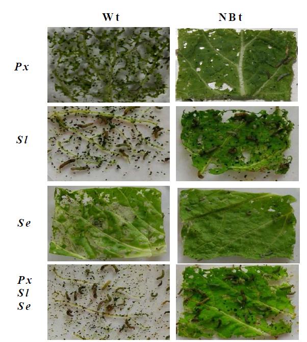 Damage of cabbage leafs treated with NeuroBactrus (NBt) and wild-type AcMNPV (Wt) by P . xylostella (P x), S. litura (Sl) and S. exigua (Se) larvae.