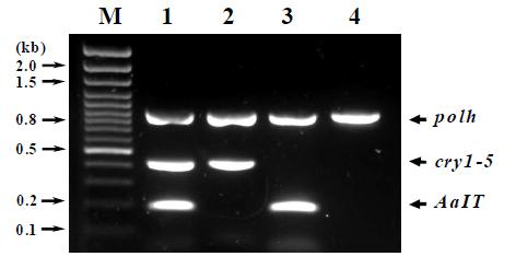 Verification of the genome structuresof NeuroBactrus and its mutants by PCR analysis using specific primer sets ofpolh, cry1-5 and AaI T genes. Lane: M, 100 bp DNA ladder; 1, NeuroBactrus; 2, NBt-DelA; 3, NBt-Del5; 4, NBt-DelA5.