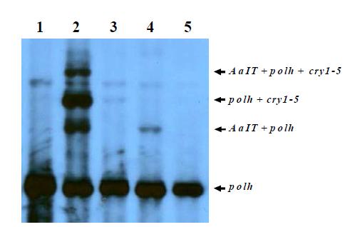 Southern blotanalysis of NeuroBactrus and its mutants genomes. Viral DNA samples were digested with SalIand electrophoresed in a 0.8% agarose gel. The DNAs were hybridized with labeled polh gene probe from EcoR V and X ba I-digested DNA fragment (450 bp, a part of polh gene) of the pOB I. Lane: 1, wild-type AcMNPV; 2, NeuroBactrus; 3, NBt-DelA; 4, NBt-Del5 5, NBt-DelA5.