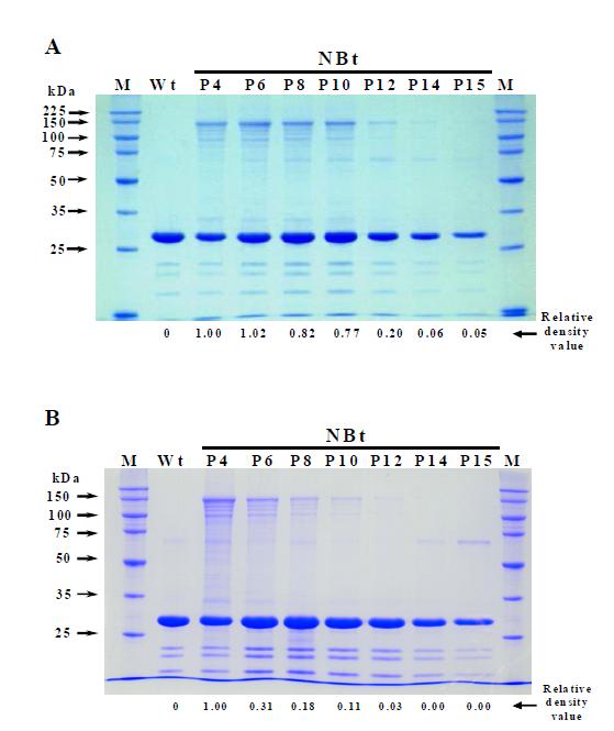 SDS-PAGE analysis of the polyhedra produced by NeuroBactrus along with in vitro serial passages in Sf9 cells. The relative density values at the bottom of the lanes were determined by densitometric scanning of the gels. Lane: M, molecular weight marker; Wt, polyhedra of wild-type AcMNPV; P4-P15, serial passage numbers A, infected by NeuroBactrus passed at high concentration of virus inoculums B, infected byNeuroBactrus passed at low concentration of virus inoculums.