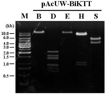 Confirmation of the internal structure of transfer vector, pAcUW-BiKTT expressing Bi-KTT under the control of AcMNPV p10 gene promoter by restriction endonuclease digestion pattern. Lane: M, 1 Kb DNA Ladder; B, BamHI; D, DraI; E, EcoRI; H, H indIII; S, SalI.