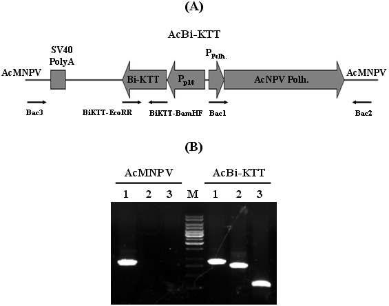 Schematic diagram of recombinant AcMNPV, AcBi-KTT expressing Bi-KTT under the control of AcMNPV p10 gene promoter (A) and verification of genome structure of the AcBi-KTT by PCR using specific primer sets (B). Solid arrows indicate primer