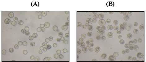 Phase-contrast microscopy of Sf9 cells infected with wild-type AcMNPV (A) and AcBi-KTT (B) (Magnification: × 600).