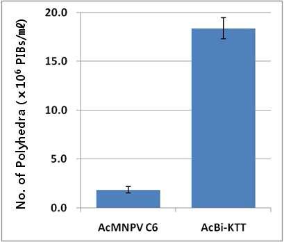 PIB production of Sf9 cells infected with AcBi-KTT. 2×105 cells were infected with the virus at a MOI of 1. Infected cells were harvested at 7 days post-infection, lysed and three independent polyhedra count were made using a hemocytometer.