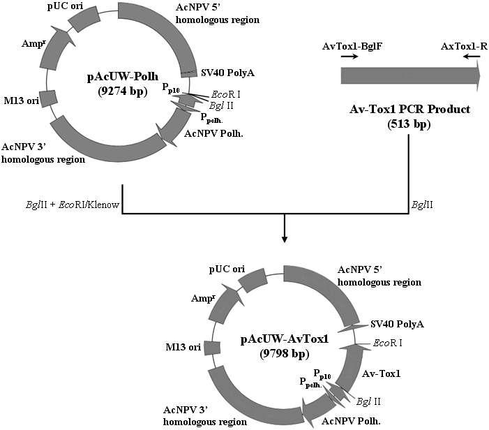 Construction map of the transfer vector, pAcUW-AvTox1. The 0.51 kb of PCR amplified Av-Tox1 gene was inserted into pAcUW-Polh to obtain pAcUW-AvTox1. Solid arrows indicate primer positions used in PCR amplification.