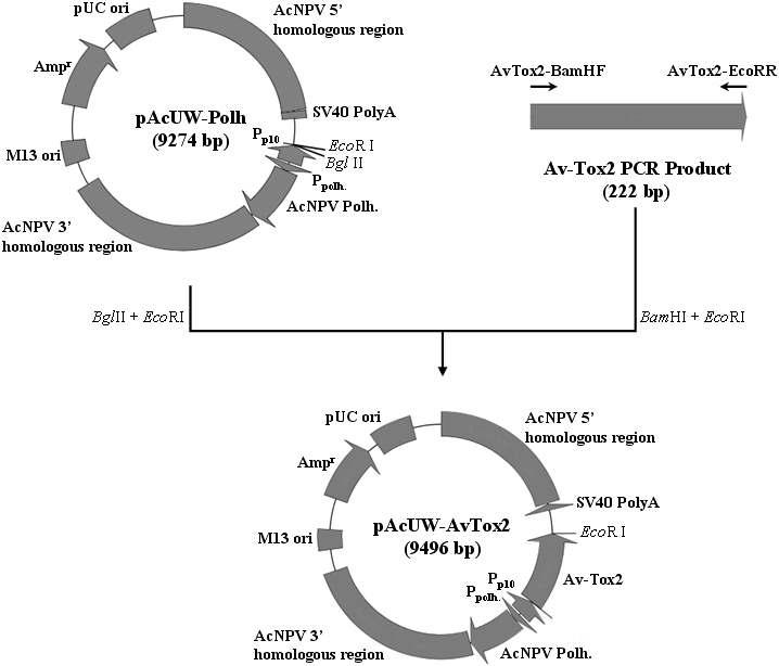 Construction map of the transfer vector, pAcUW-AvTox2. The 0.22 kb of PCR amplified Av-Tox2 gene was inserted into pAcUW-Polh to obtain pAcUW-AvTox2. Solid arrows indicate primer positions used in PCR amplification.